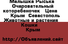 Малышка Рыська. Очаровательный которебеночек › Цена ­ 1 - Крым, Севастополь Животные и растения » Кошки   . Крым